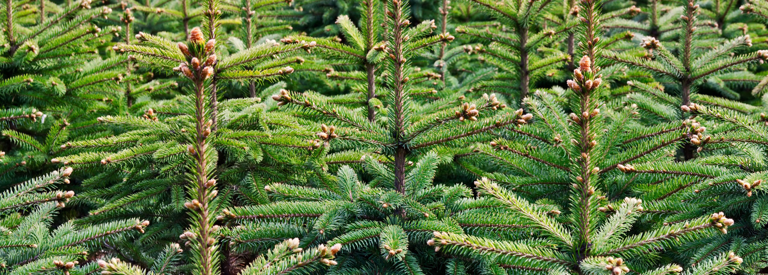 We will soon be taking delivery of a variety of real and artificial Christmas trees