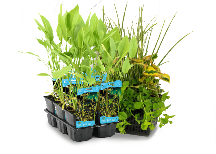 Aquatic Plants