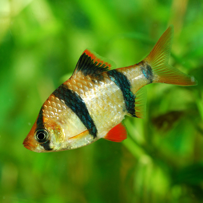 Aquariums & Livestock