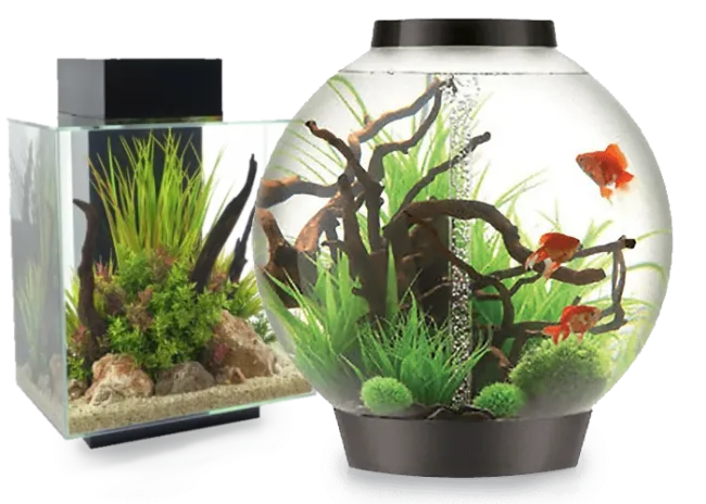 Biorb Aquarium 