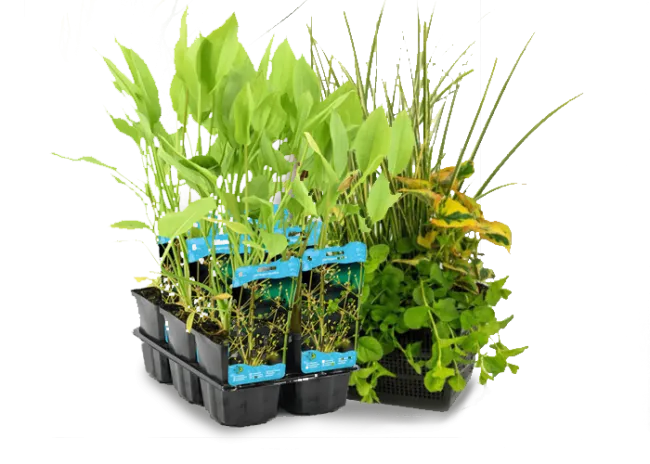 Aquatic Plants