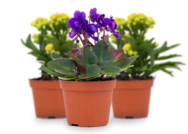 Plants, Trees & Shrubs