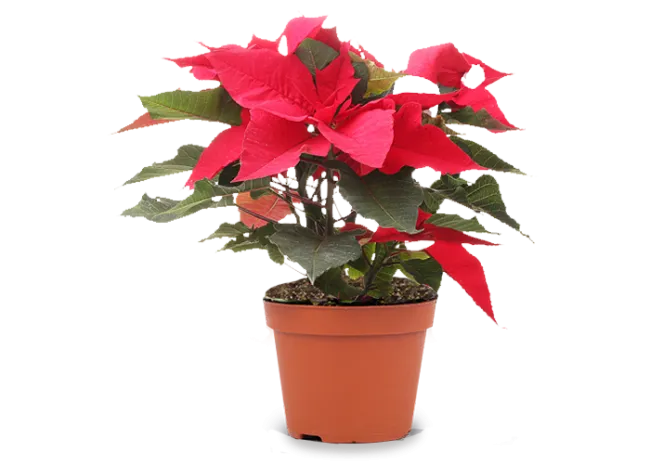 Seasonal Plants