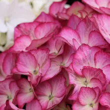 Caring For Your Hydrangea 