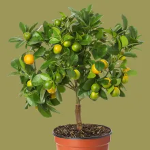 Citrus Fruit Tree