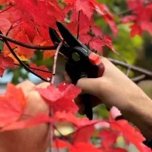 Pruning Shrubs