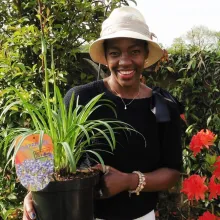 New Agapanthus Launch