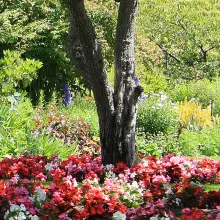 Royal Sutton Coldfield In Bloom