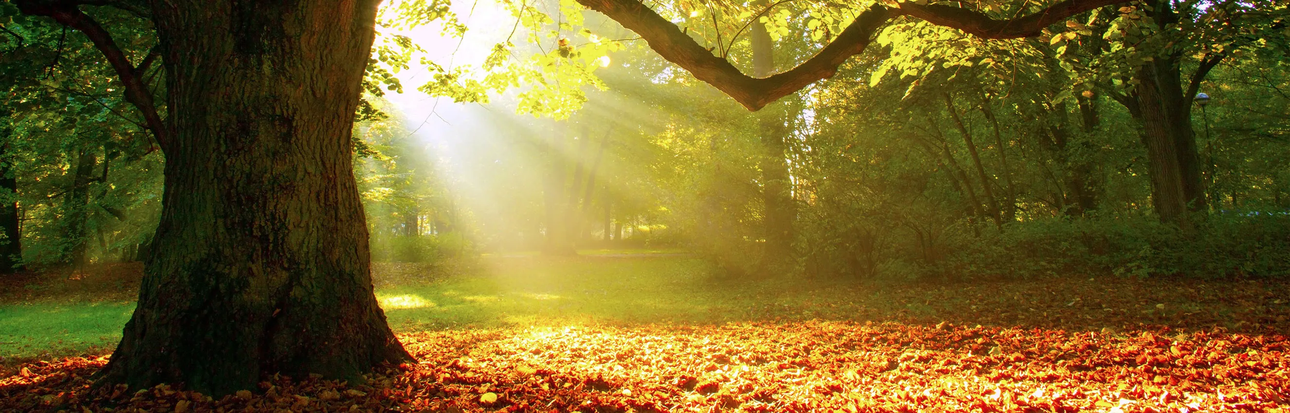 Five Great Autumn Garden Products